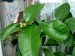 20120705 citron
