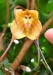 opica 5