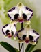 fialova tvaricka