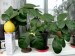 20130126 citron