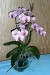 20141207 phalenopsis