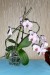 20150322 phalenopsis