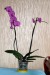 20150322a phalenopsis
