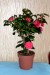 20150322 camelia