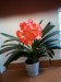 20171025 clivia