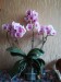 20180414 phalenopsis